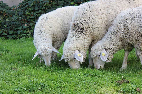 Drei Schafe die Gras fressen